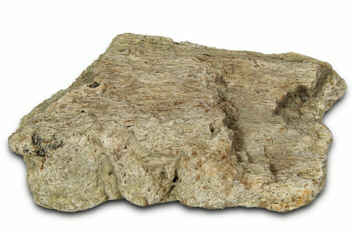 Dinosaur (Triceratops) Frill Shield Section - Montana #348071